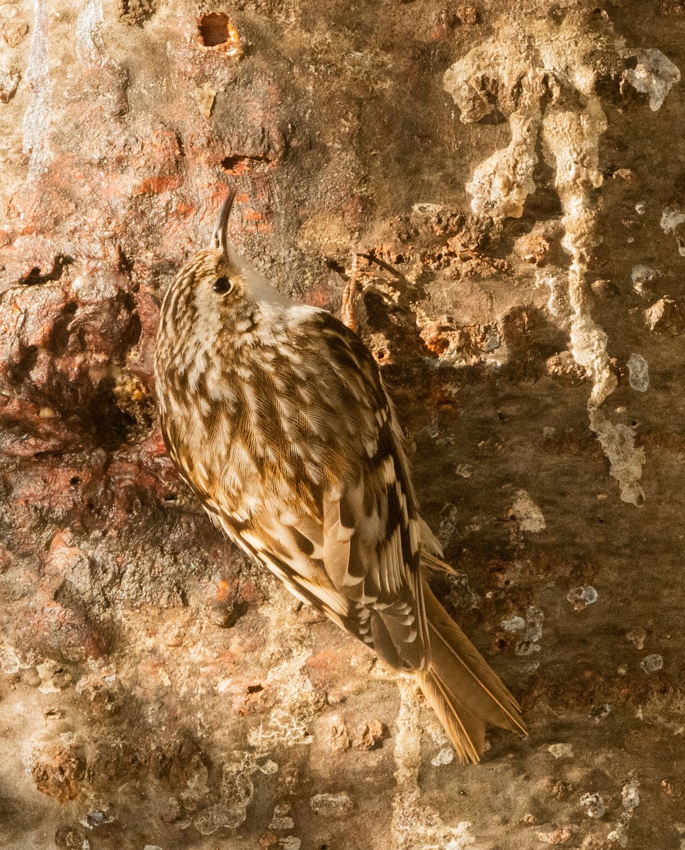Brown Creeper - ML633665467
