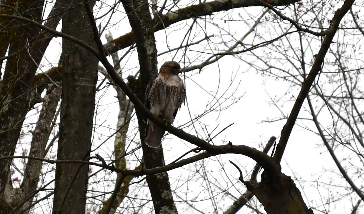 Red-tailed Hawk - ML633665513