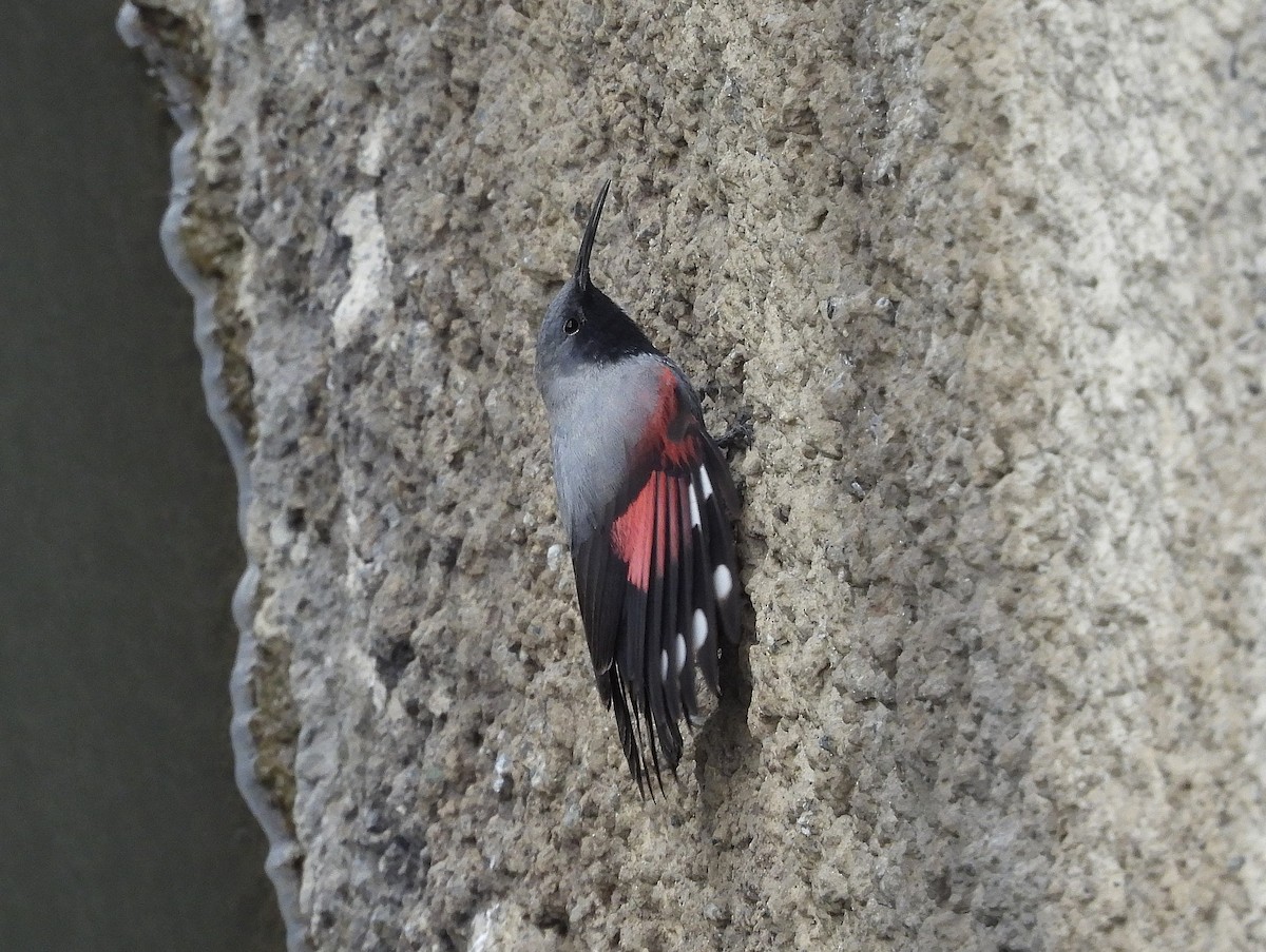 Wallcreeper - ML633665535