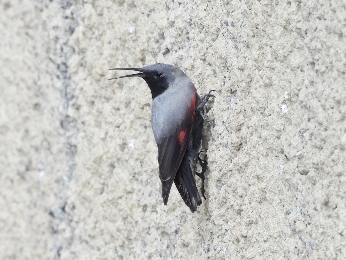 Wallcreeper - ML633665559