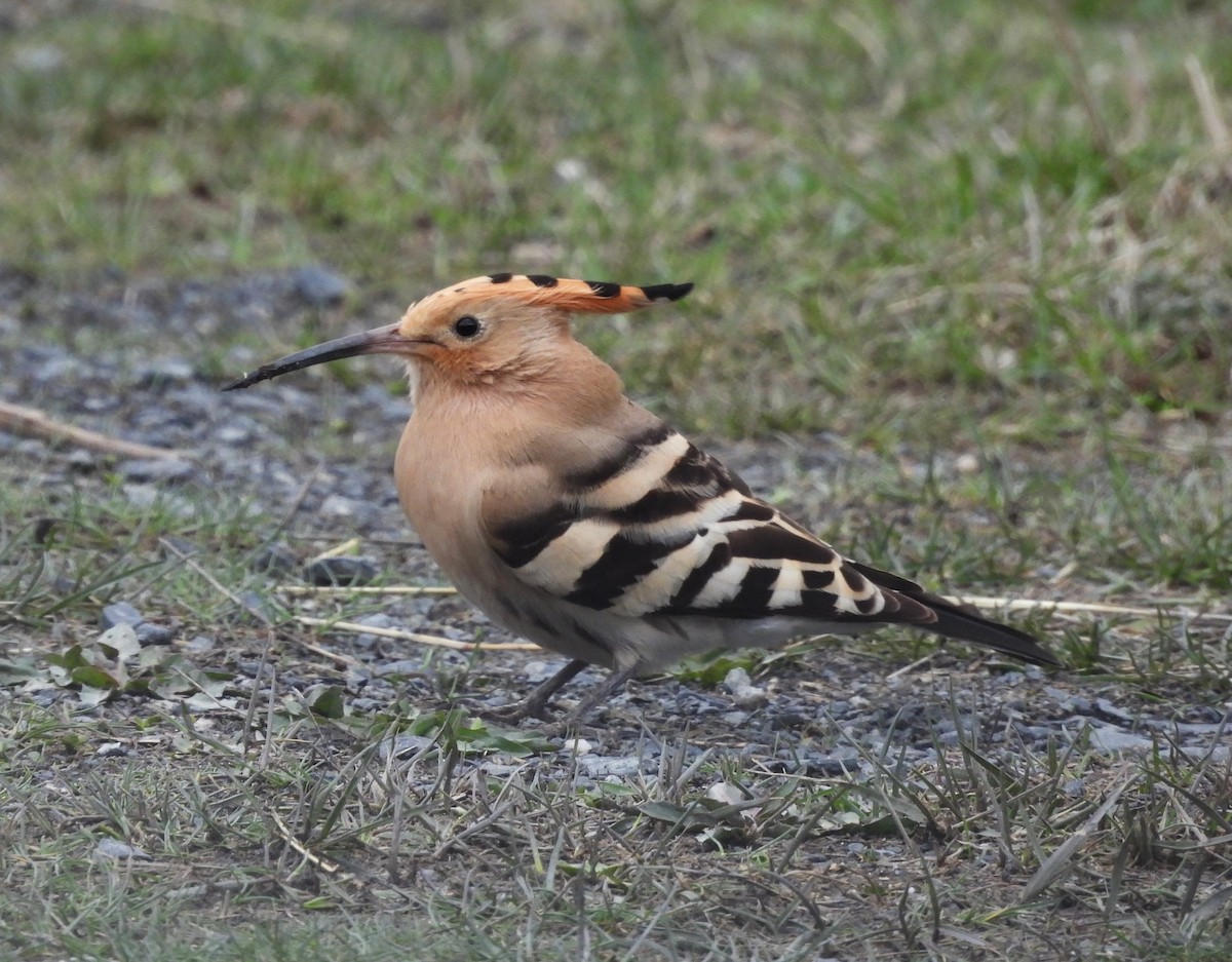 Eurasian Hoopoe - ML633665574