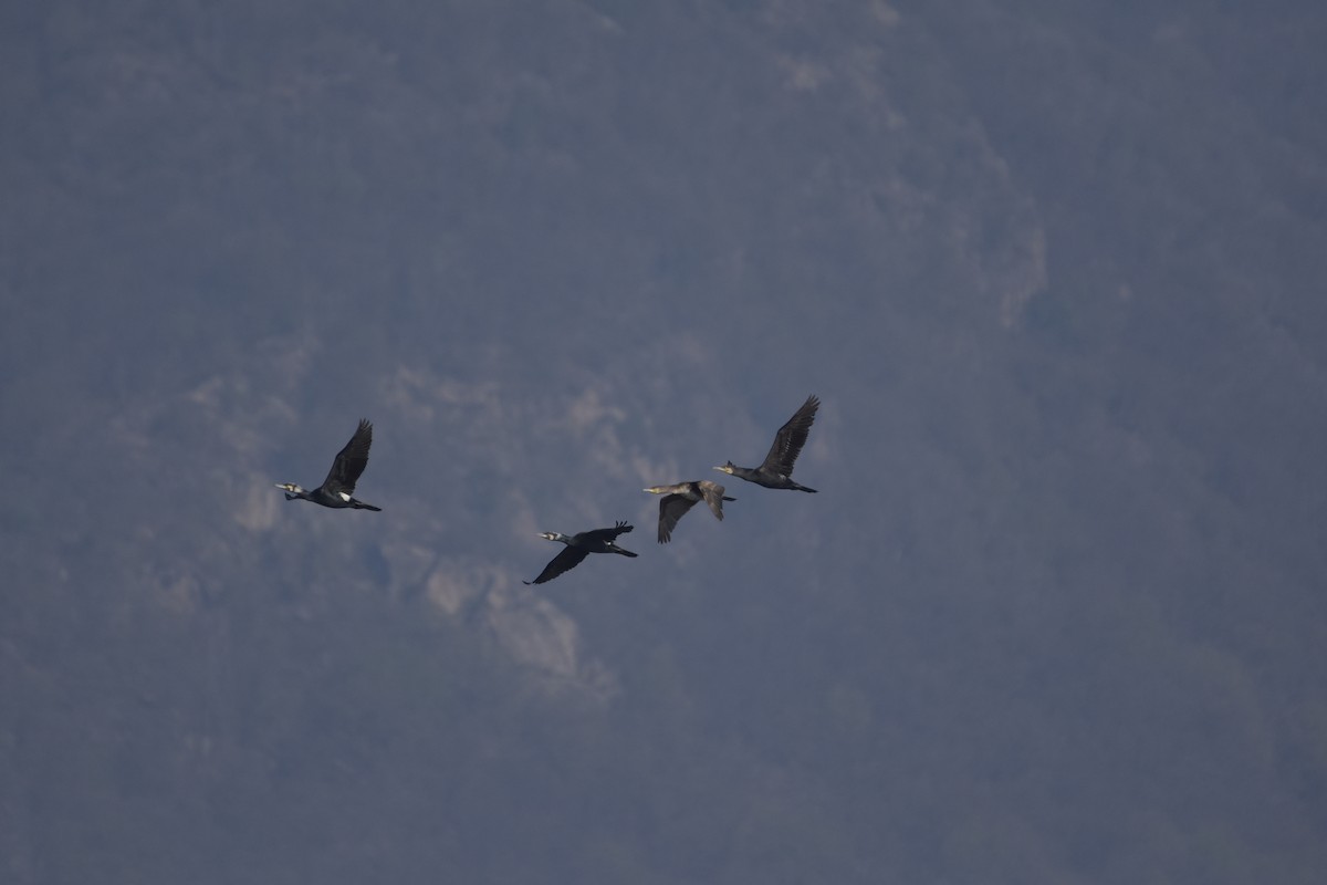 Great Cormorant - ML633665668