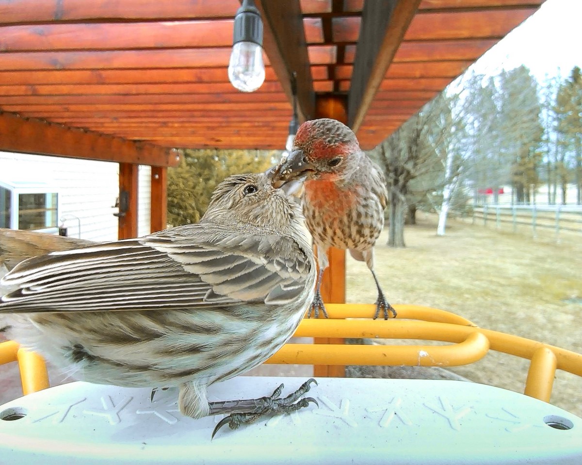 House Finch - ML633665674