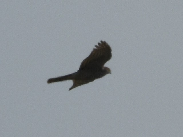 נץ מצוי - ML633665729