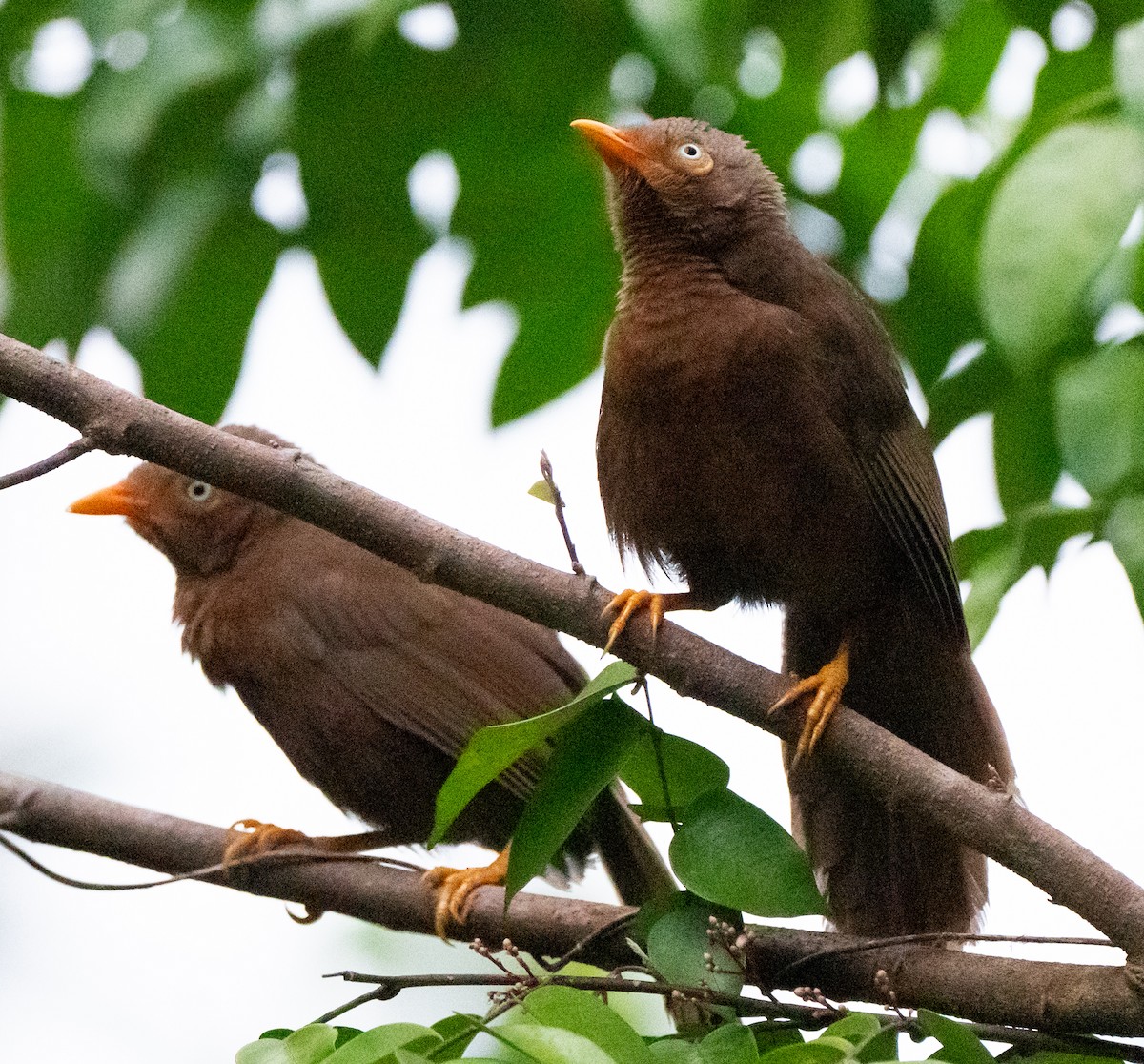 Orange-billed Babbler - ML633665731