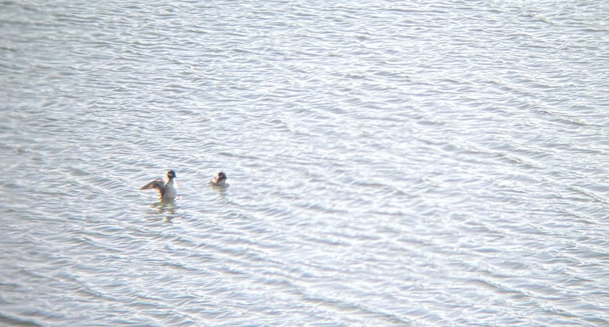 Bufflehead - ML633665733