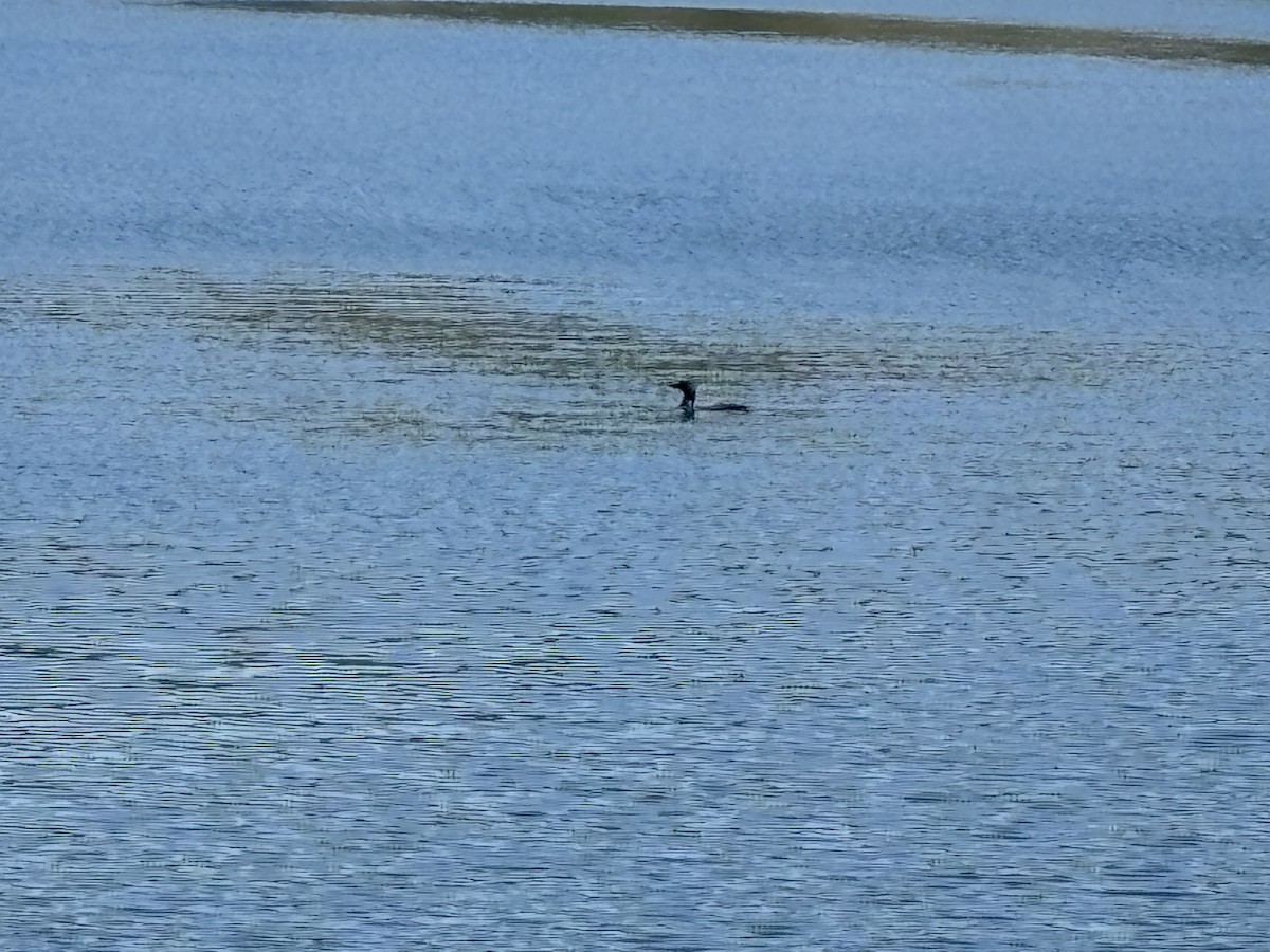 Common Loon - ML633665749