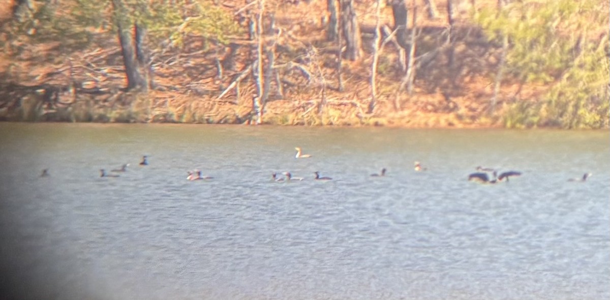 Double-crested Cormorant - ML633665758