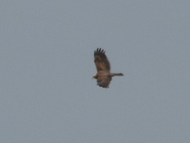זרון סוף - ML633665762