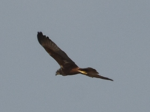 זרון סוף - ML633665764