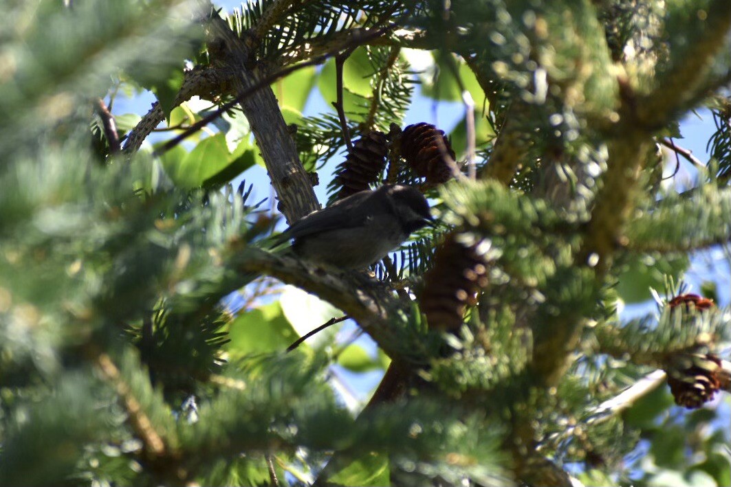 Boreal Chickadee - ML633665796