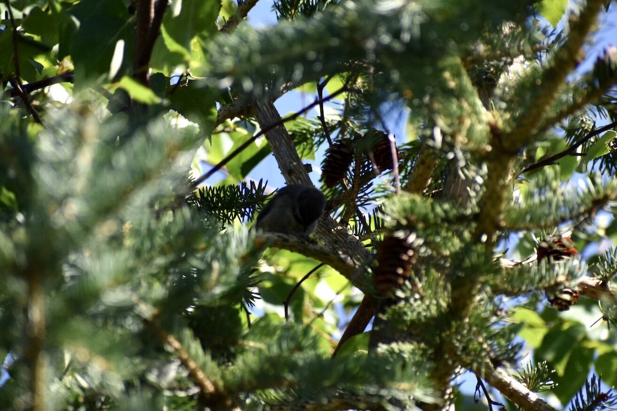 Boreal Chickadee - ML633665805