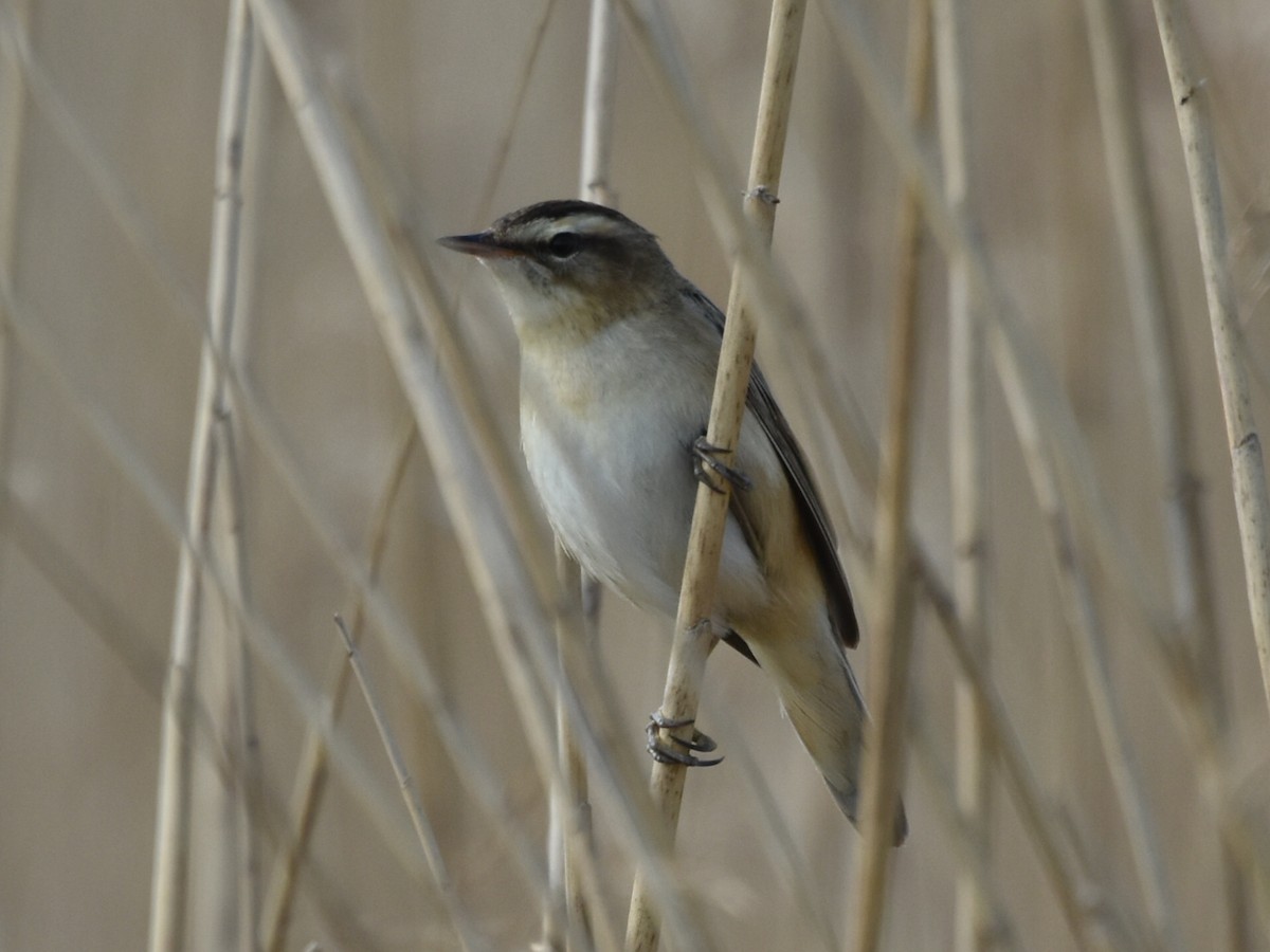 קנית פסים - ML633665838