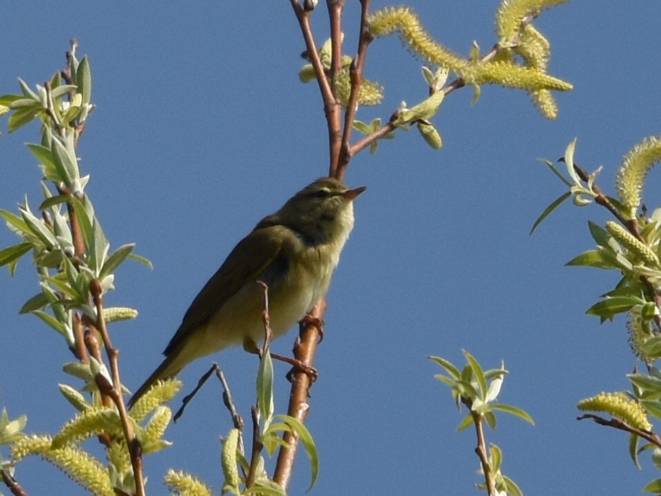 עלווית אפורה - ML633665874
