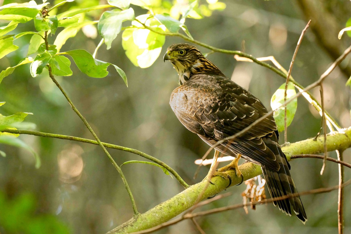 Chilean Hawk - ML633665908