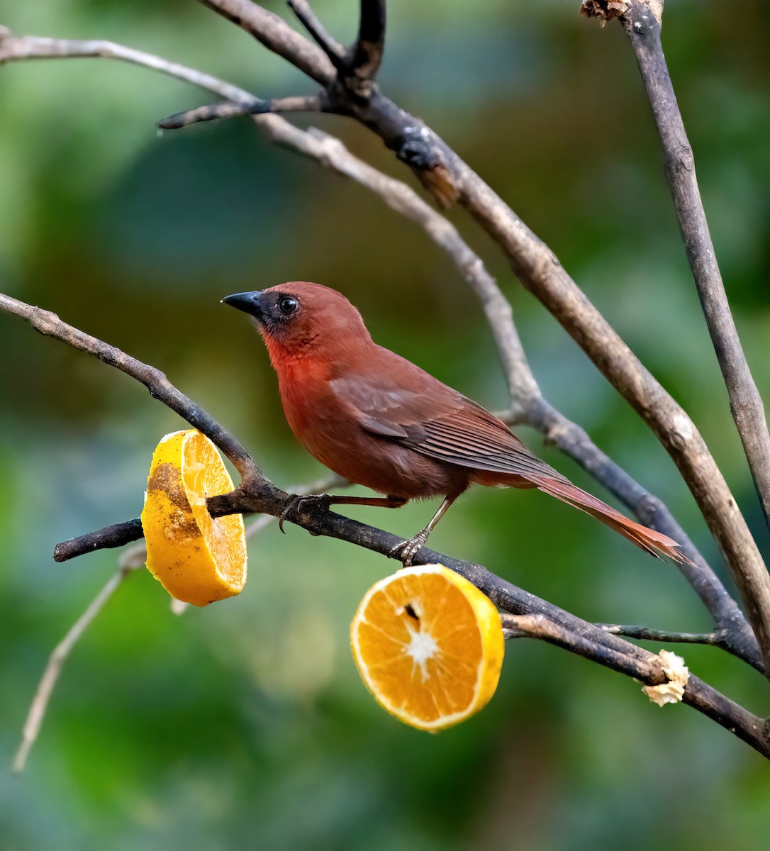 Red-throated Ant-Tanager - ML633666037