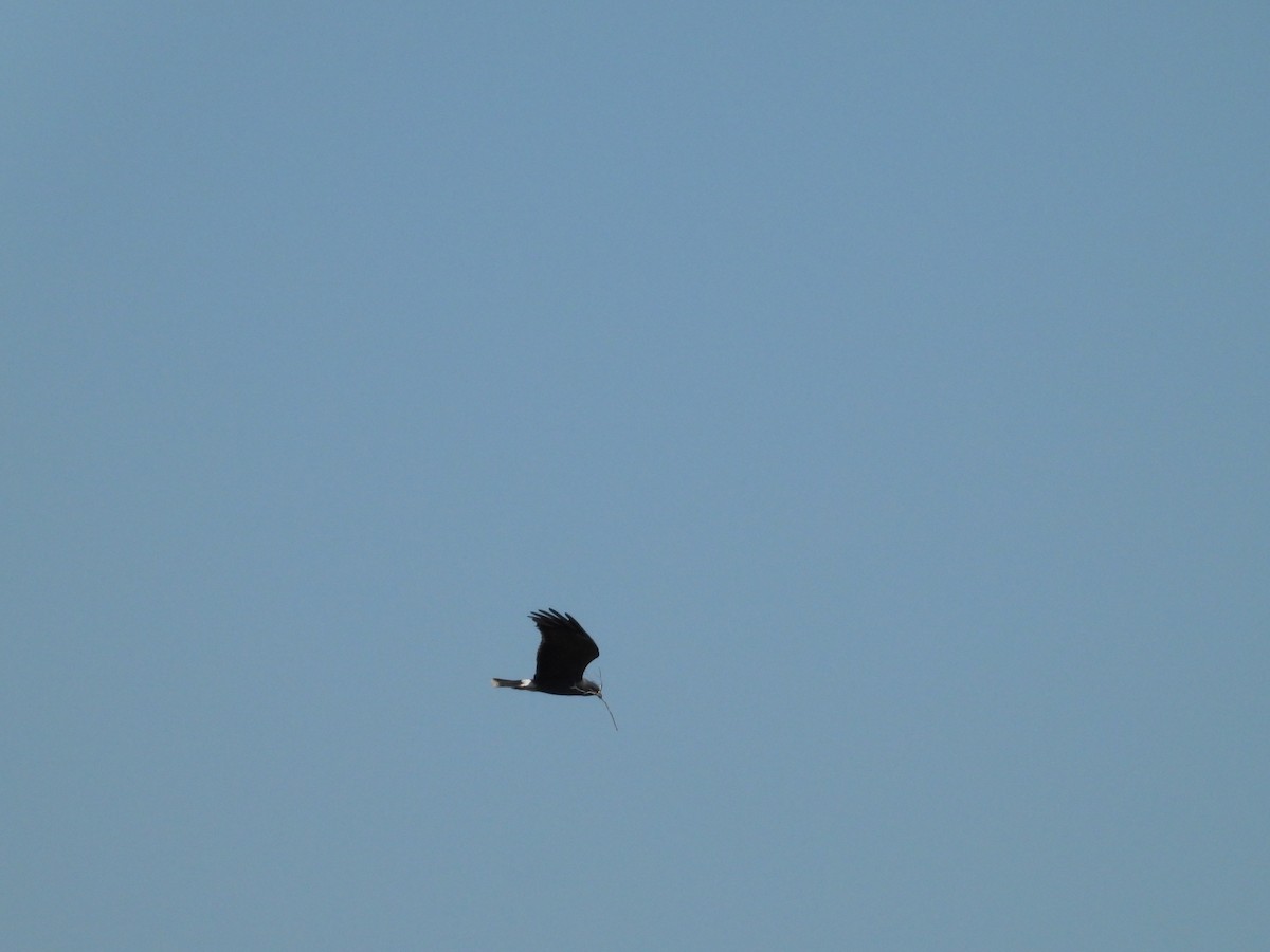 Snail Kite - ML633666208