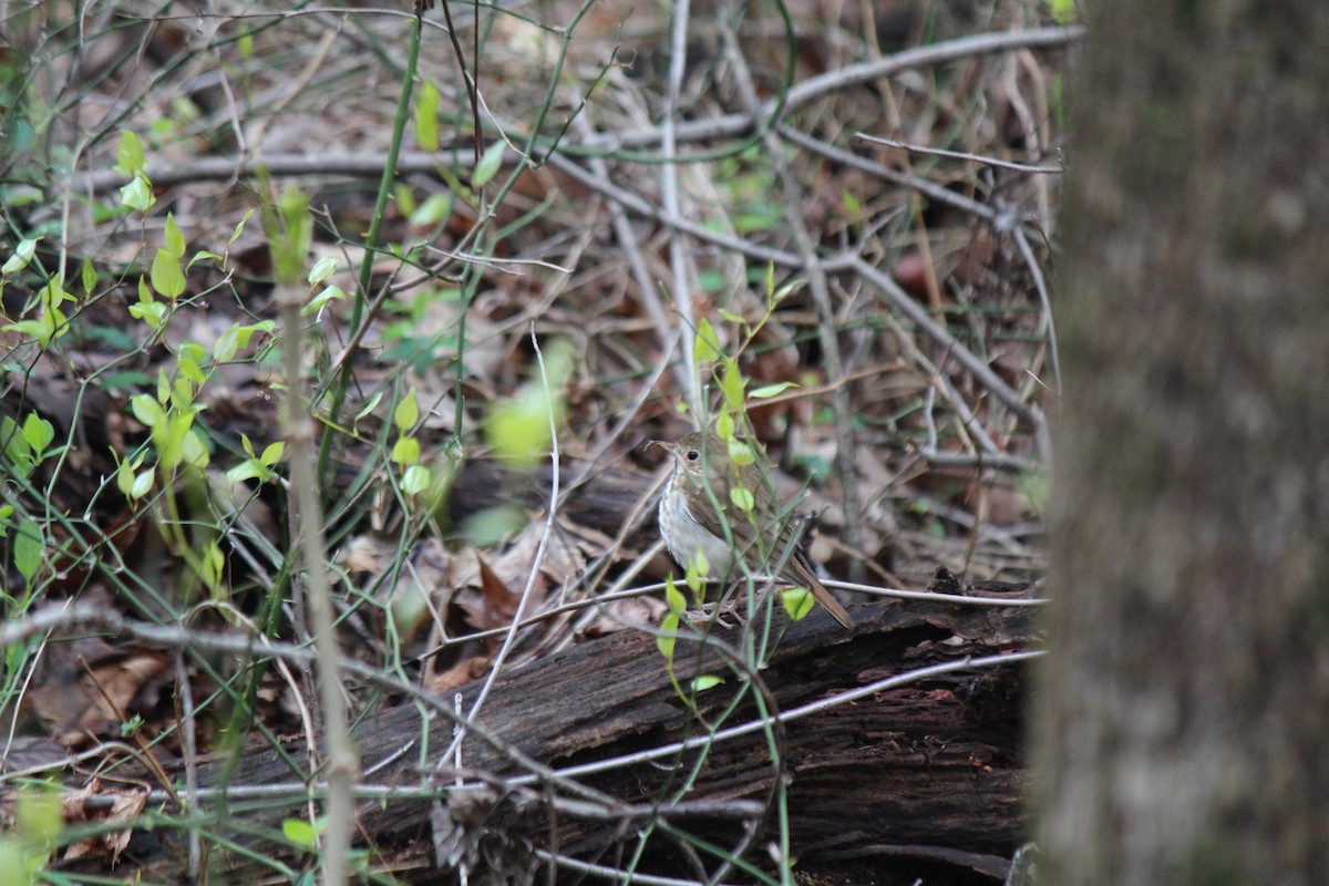 Hermit Thrush - ML633666221