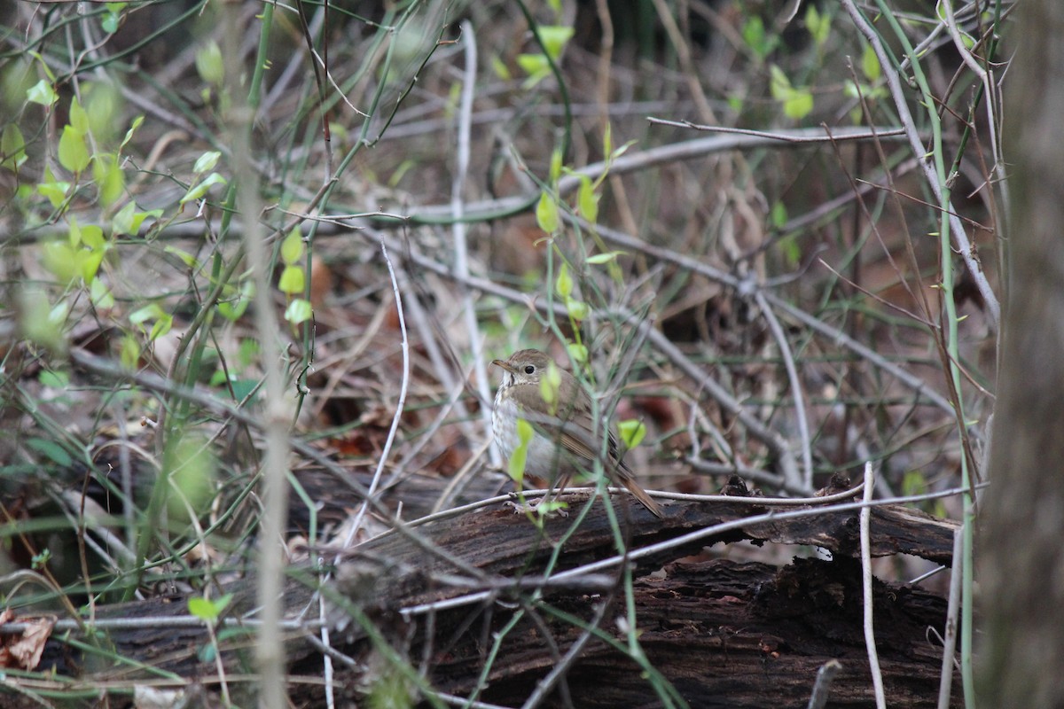 Hermit Thrush - ML633666222
