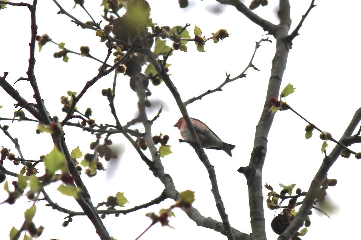 Purple Finch - ML633666225