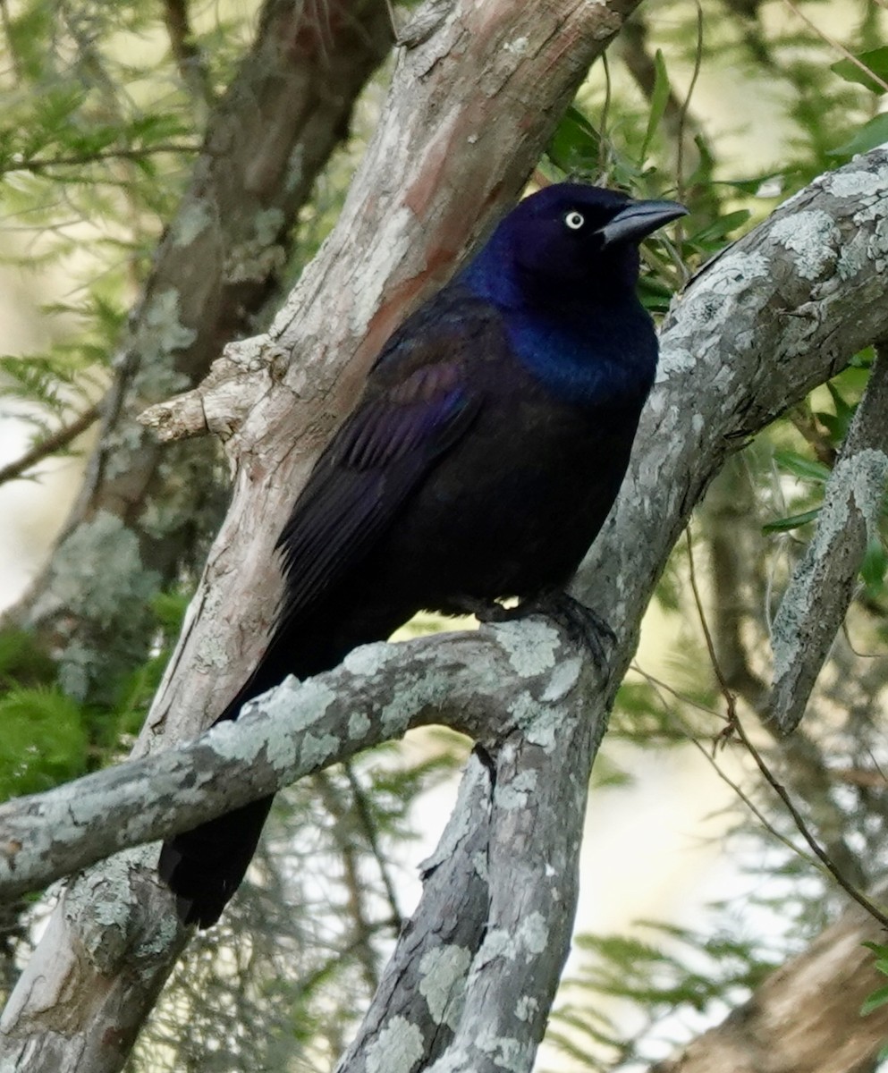 Zanate Común - ML633666231