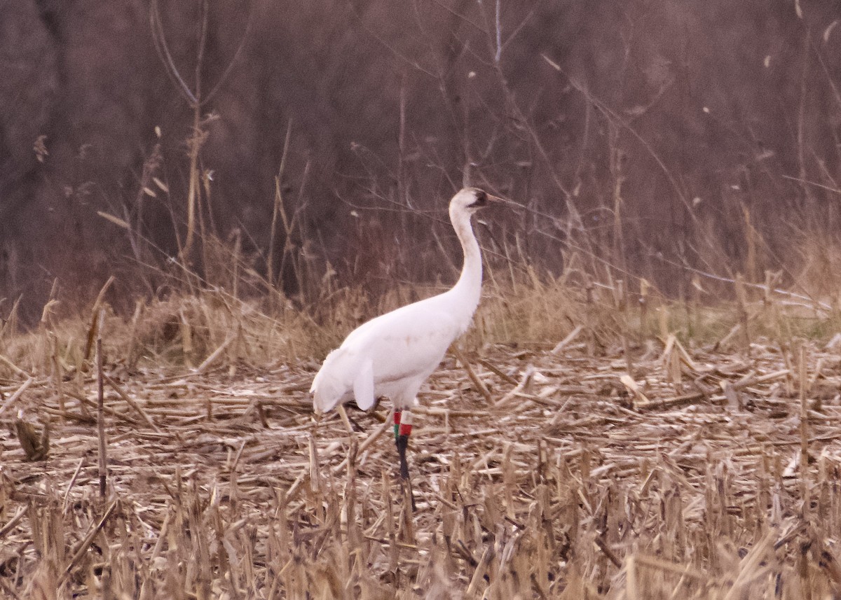 Whooping Crane - ML633666293