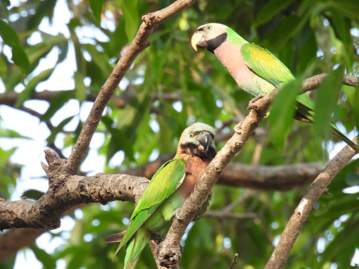 Red-breasted Parakeet - ML633666365