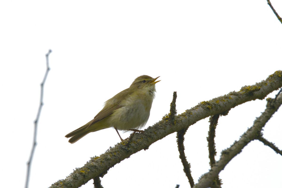 Iberian Chiffchaff - ML633666366