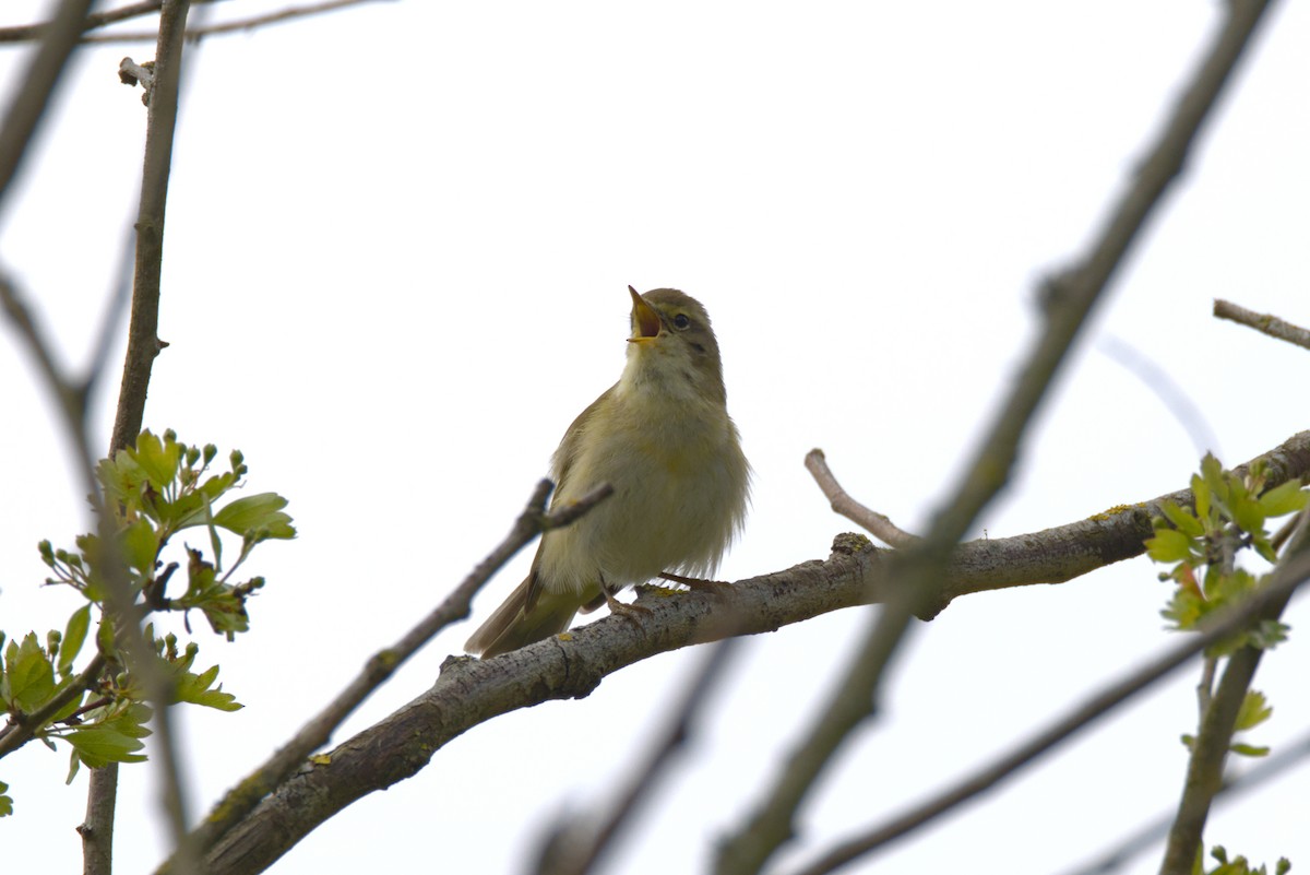 Iberian Chiffchaff - ML633666367