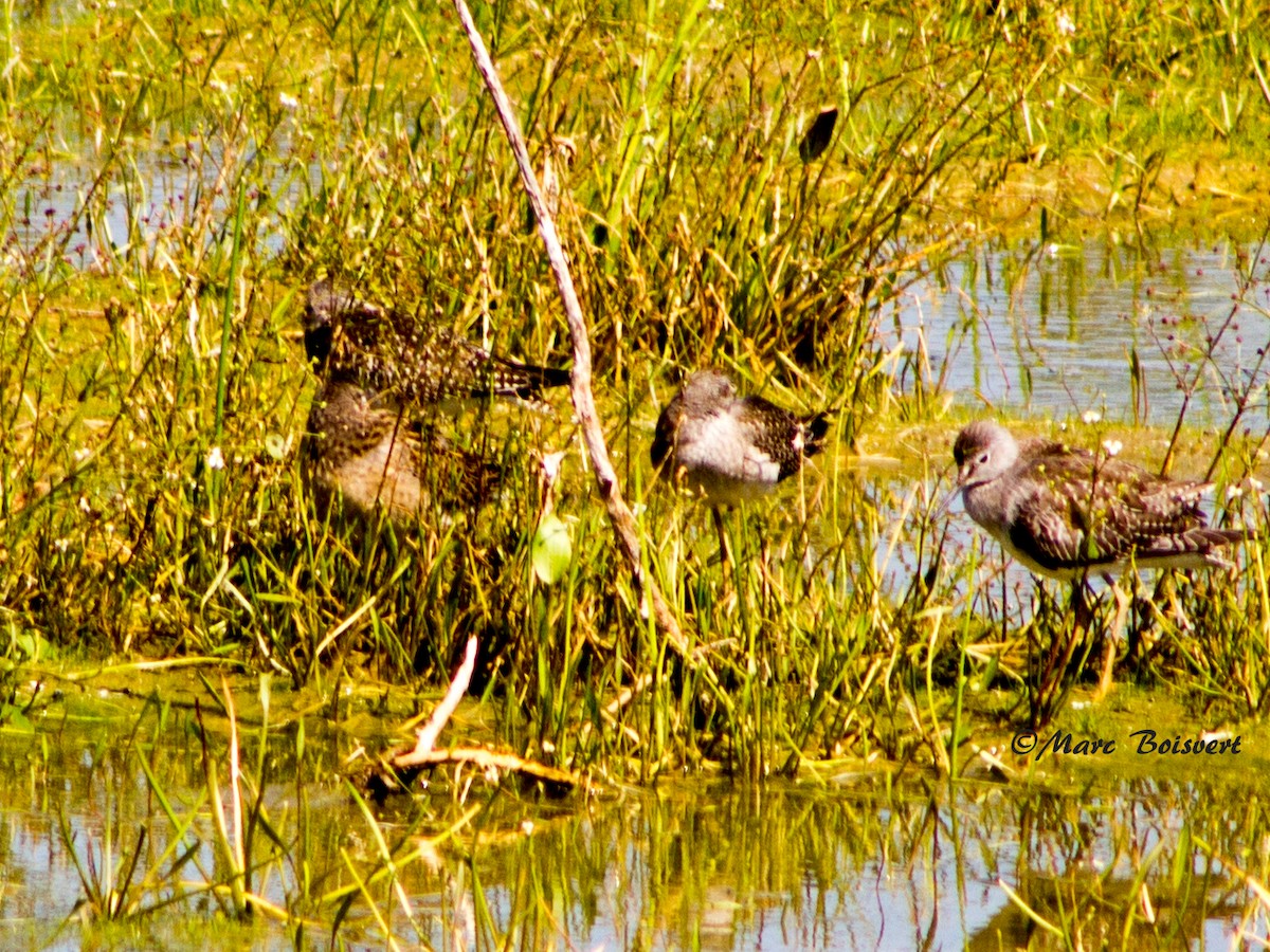 Short-billed Dowitcher - Marc Boisvert