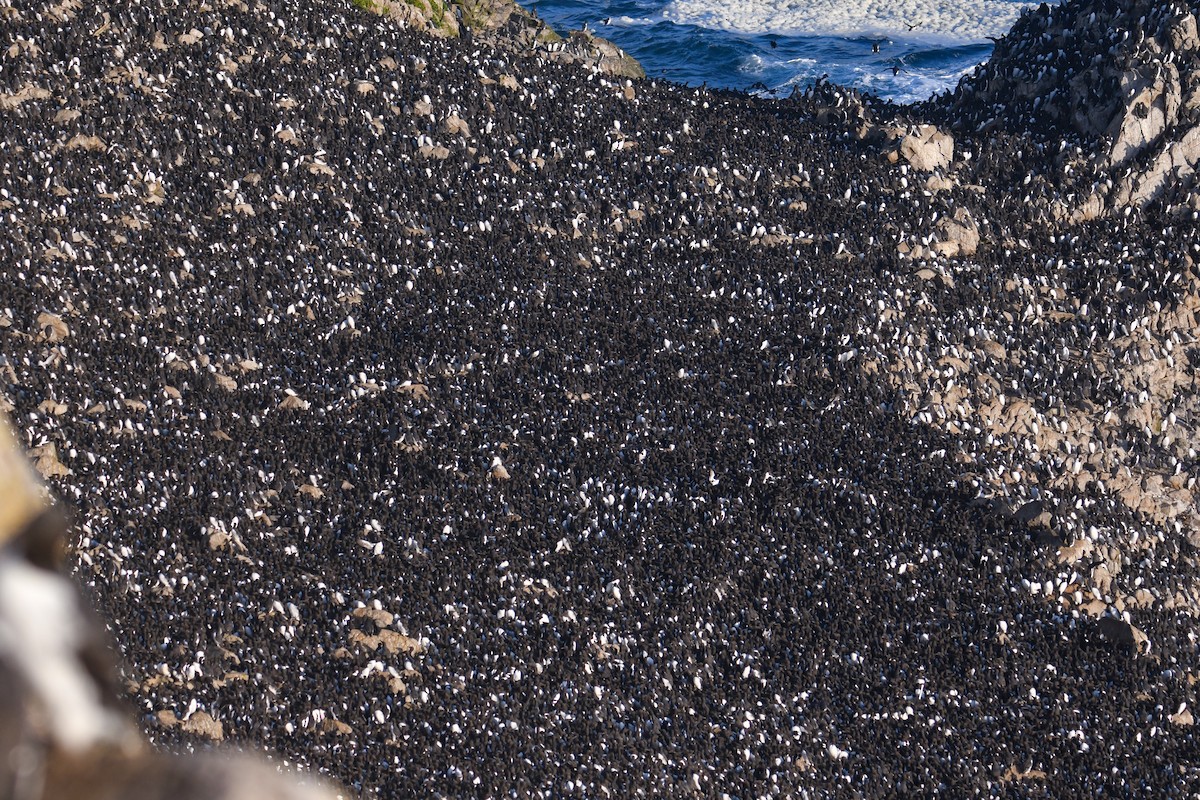 Common Murre - ML633666523