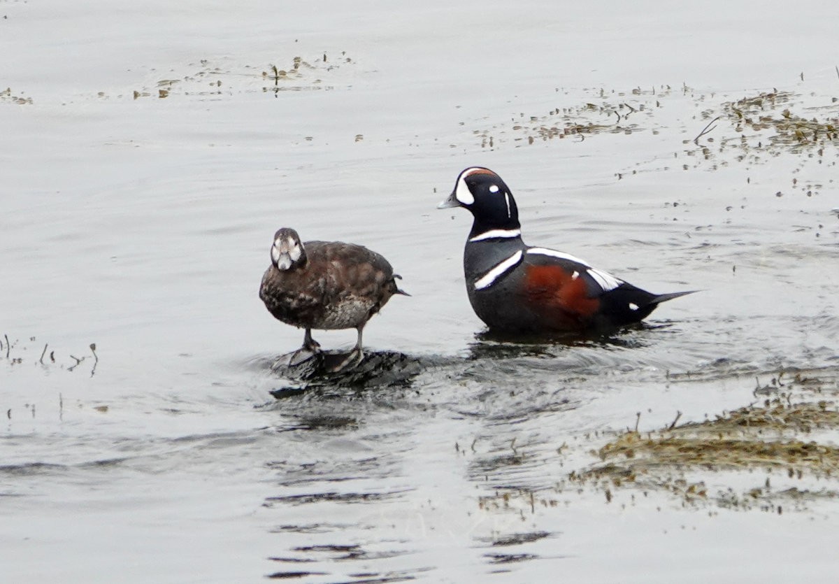 Harlequin Duck - ML633666548