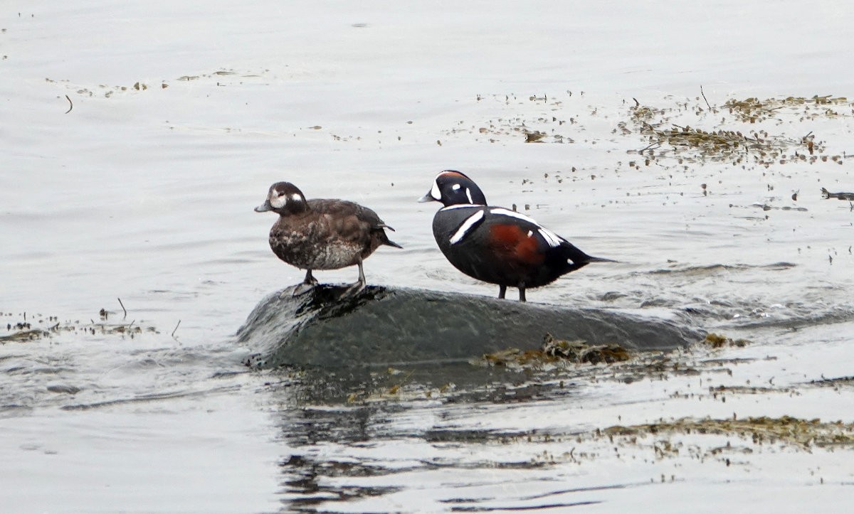 Harlequin Duck - ML633666549