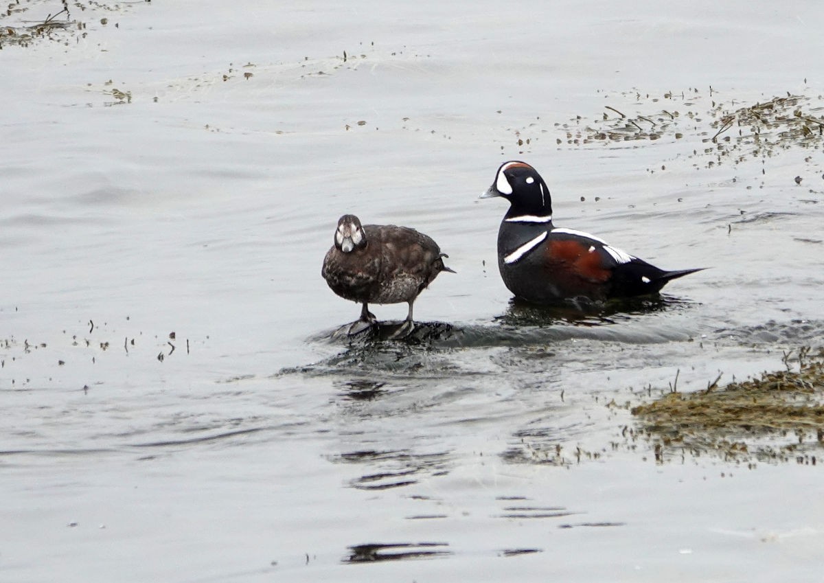 Harlequin Duck - ML633666550