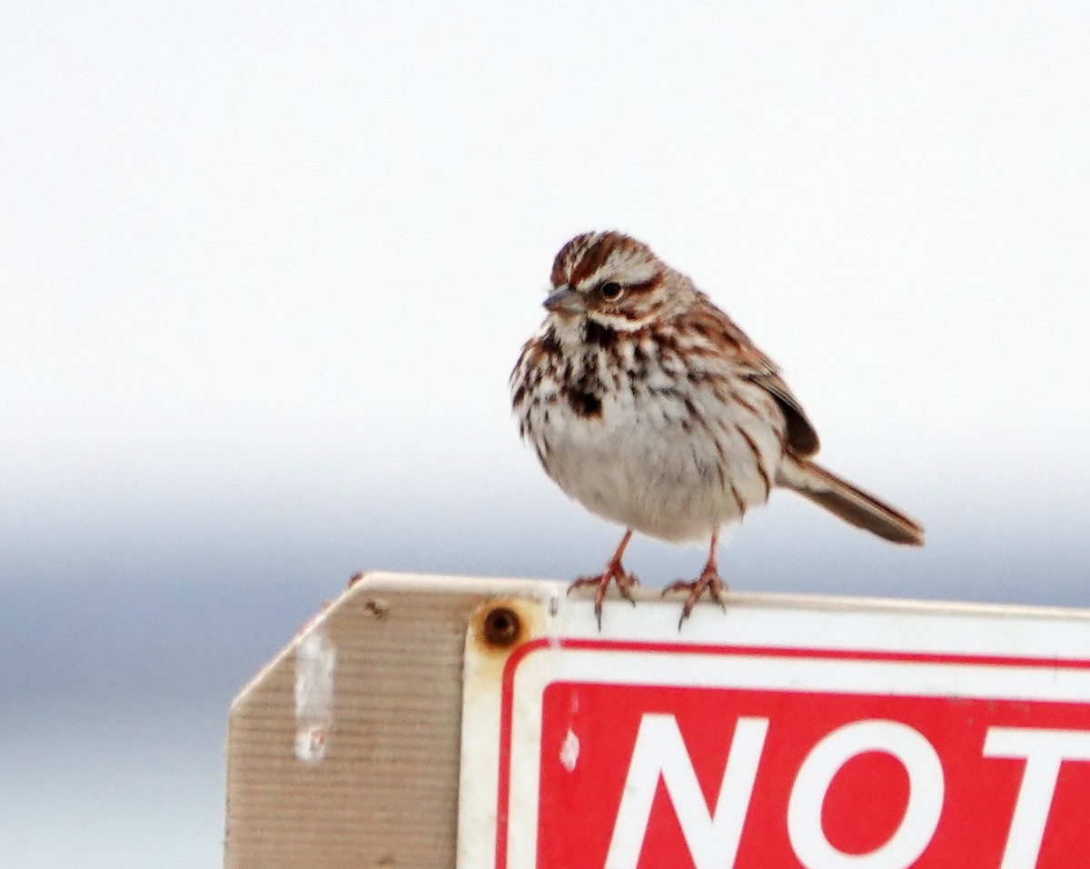 Song Sparrow - ML633666575