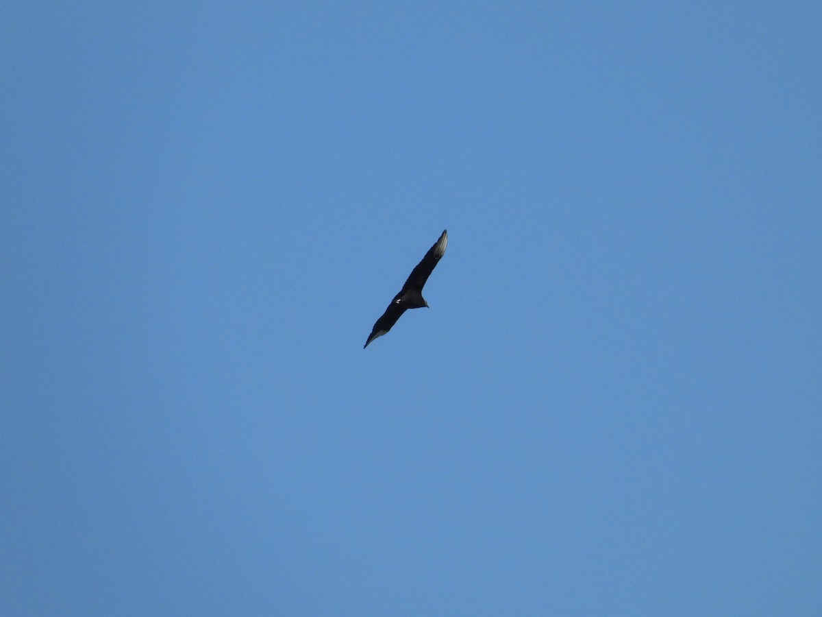 Black Vulture - ML633666577