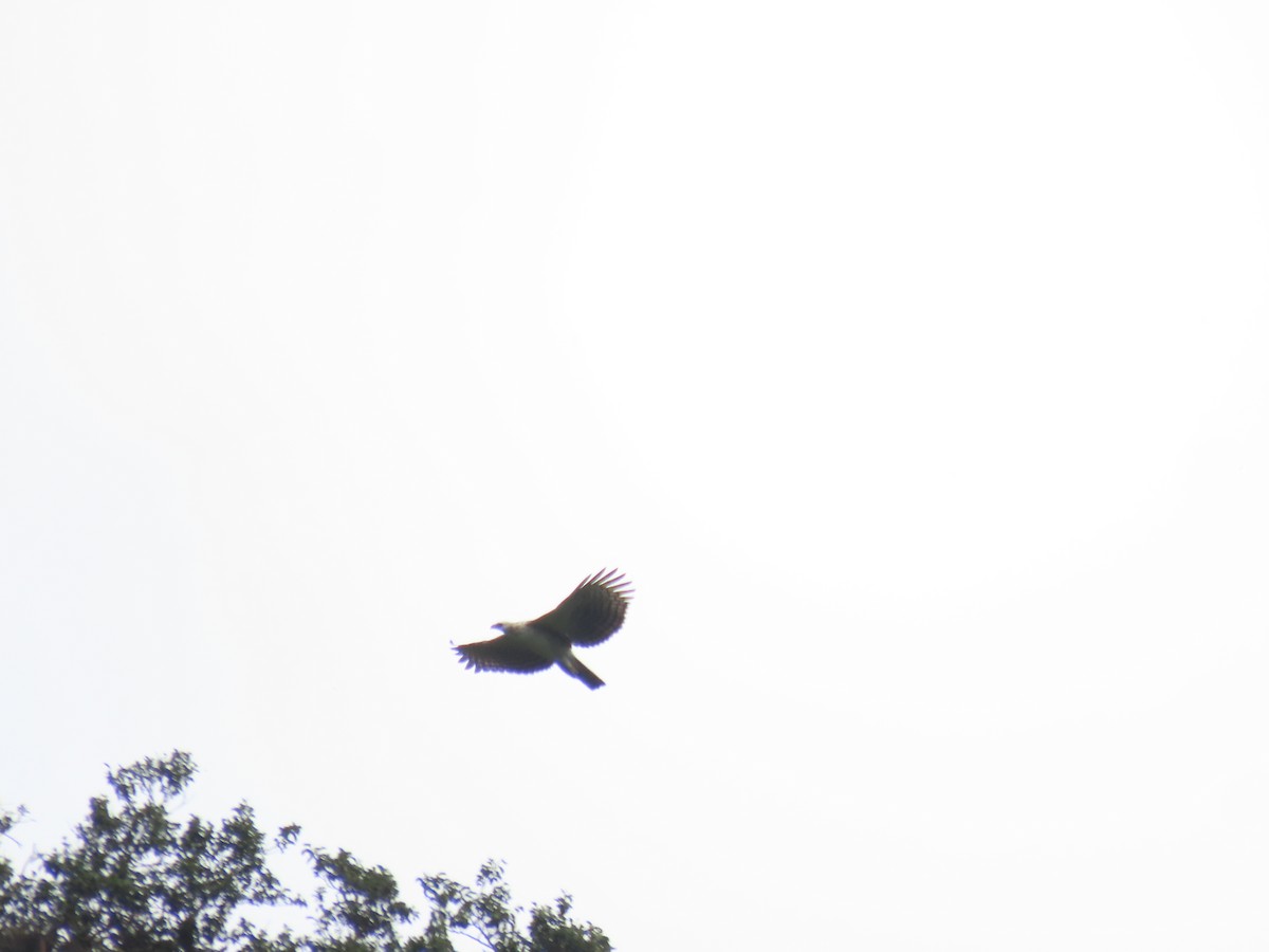 Black-and-chestnut Eagle - ML633666673