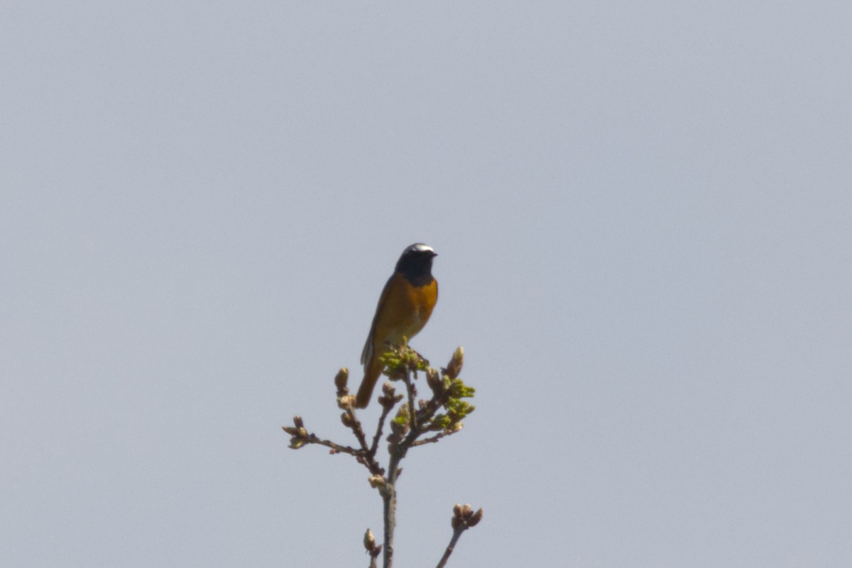 Common Redstart - ML633666684