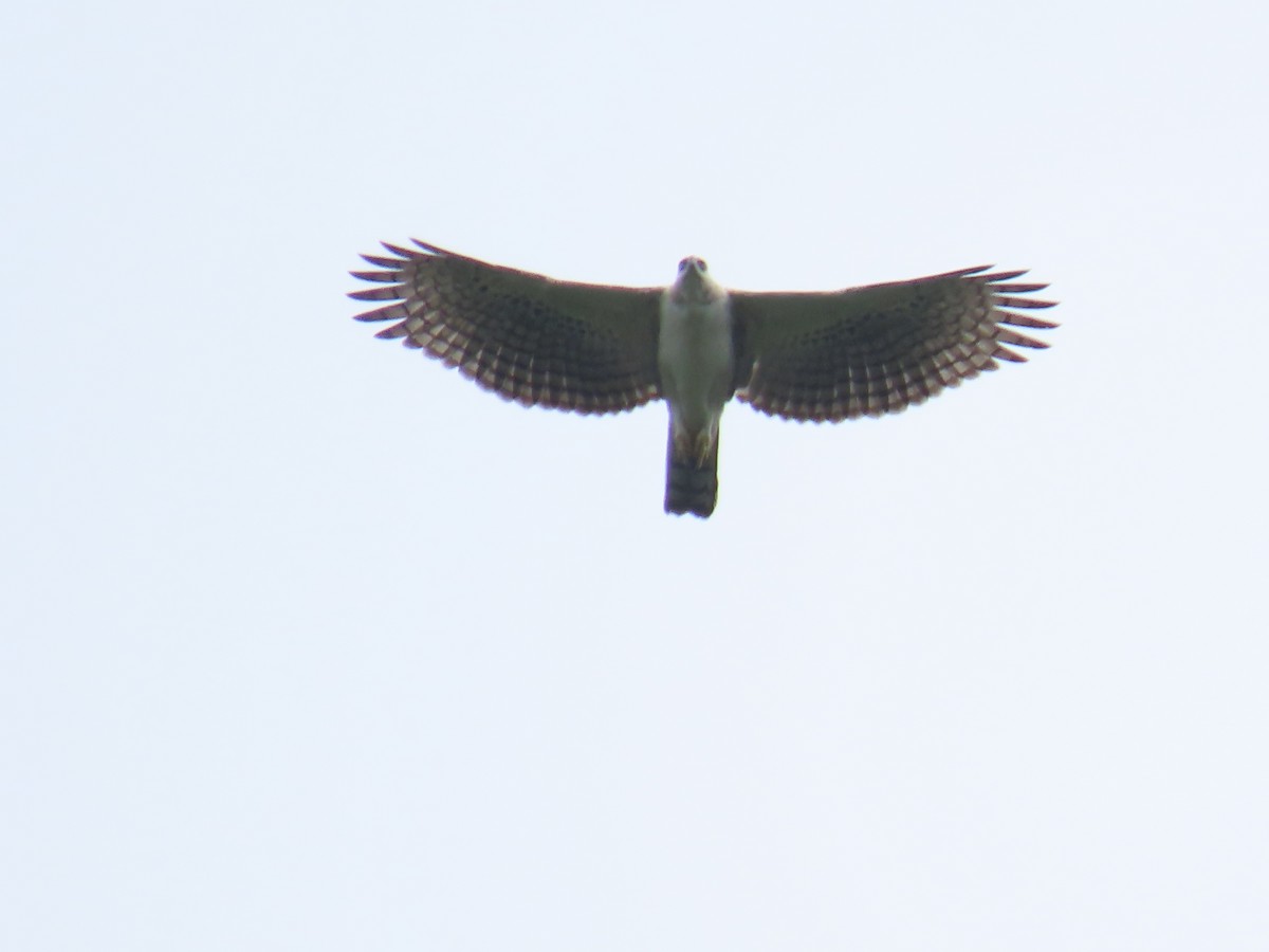 Black-and-chestnut Eagle - ML633666687