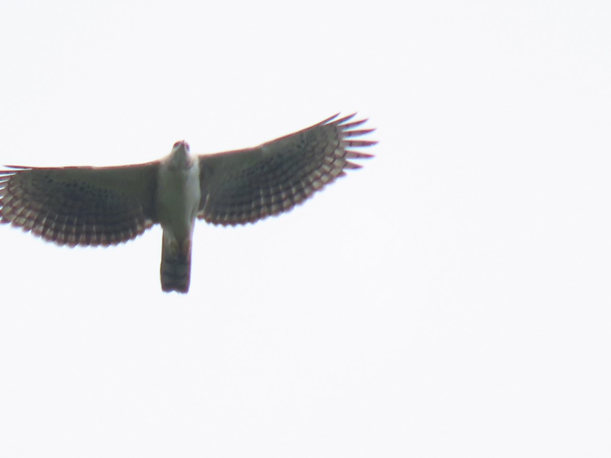 Black-and-chestnut Eagle - ML633666704