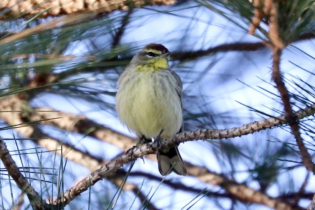 Palm Warbler - ML633666725