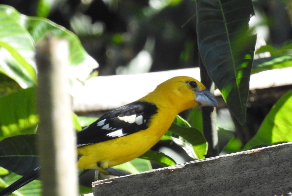 Yellow Grosbeak - ML633666771