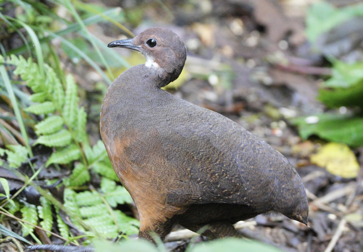 Tawny-breasted Tinamou - ML633666792