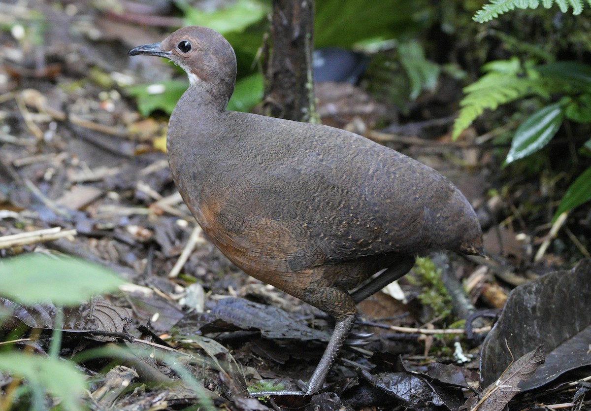 Tawny-breasted Tinamou - ML633666793