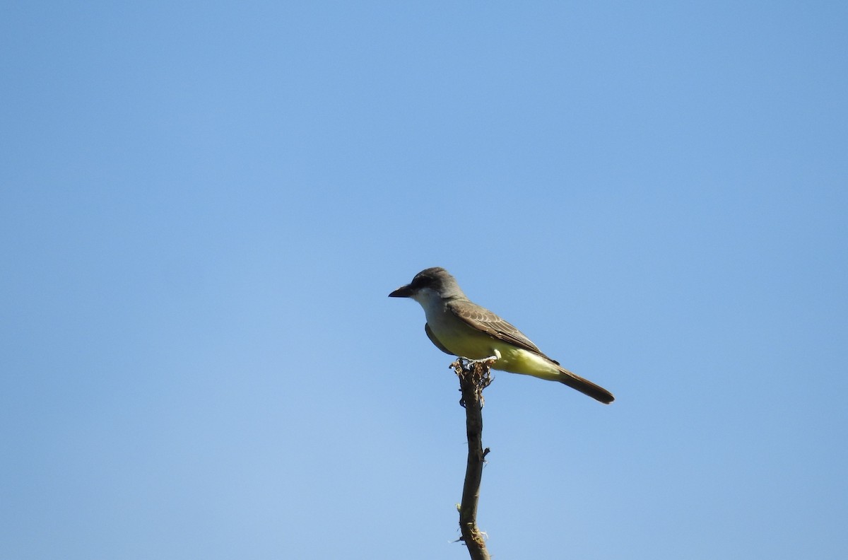 Thick-billed Kingbird - ML633666903