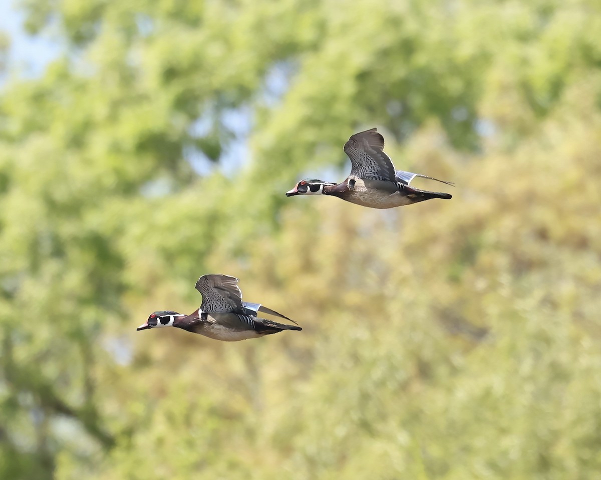 Wood Duck - ML633666915