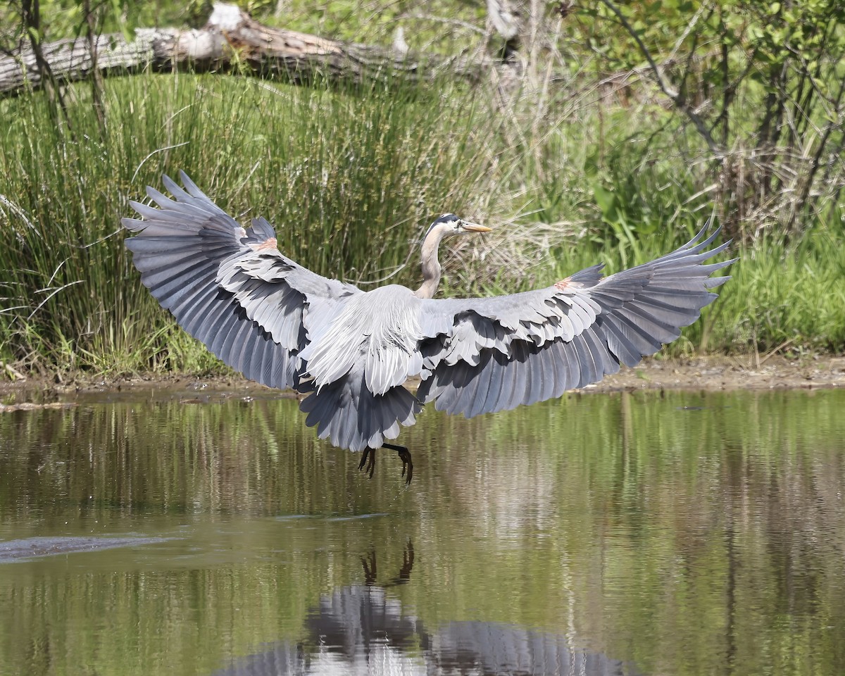 Great Blue Heron - ML633666922