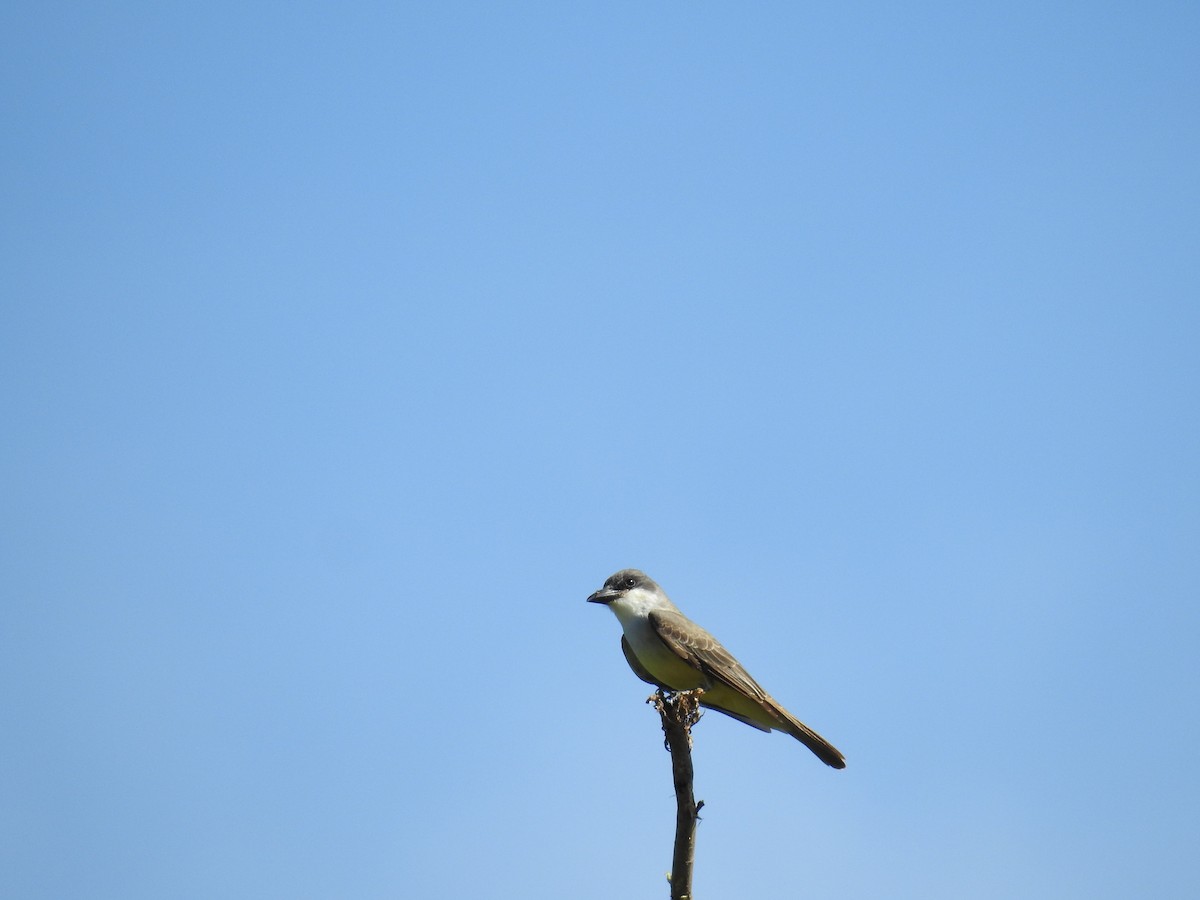 Thick-billed Kingbird - ML633666932