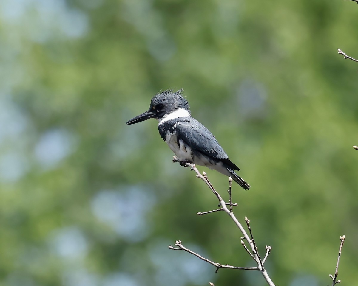Belted Kingfisher - ML633666940
