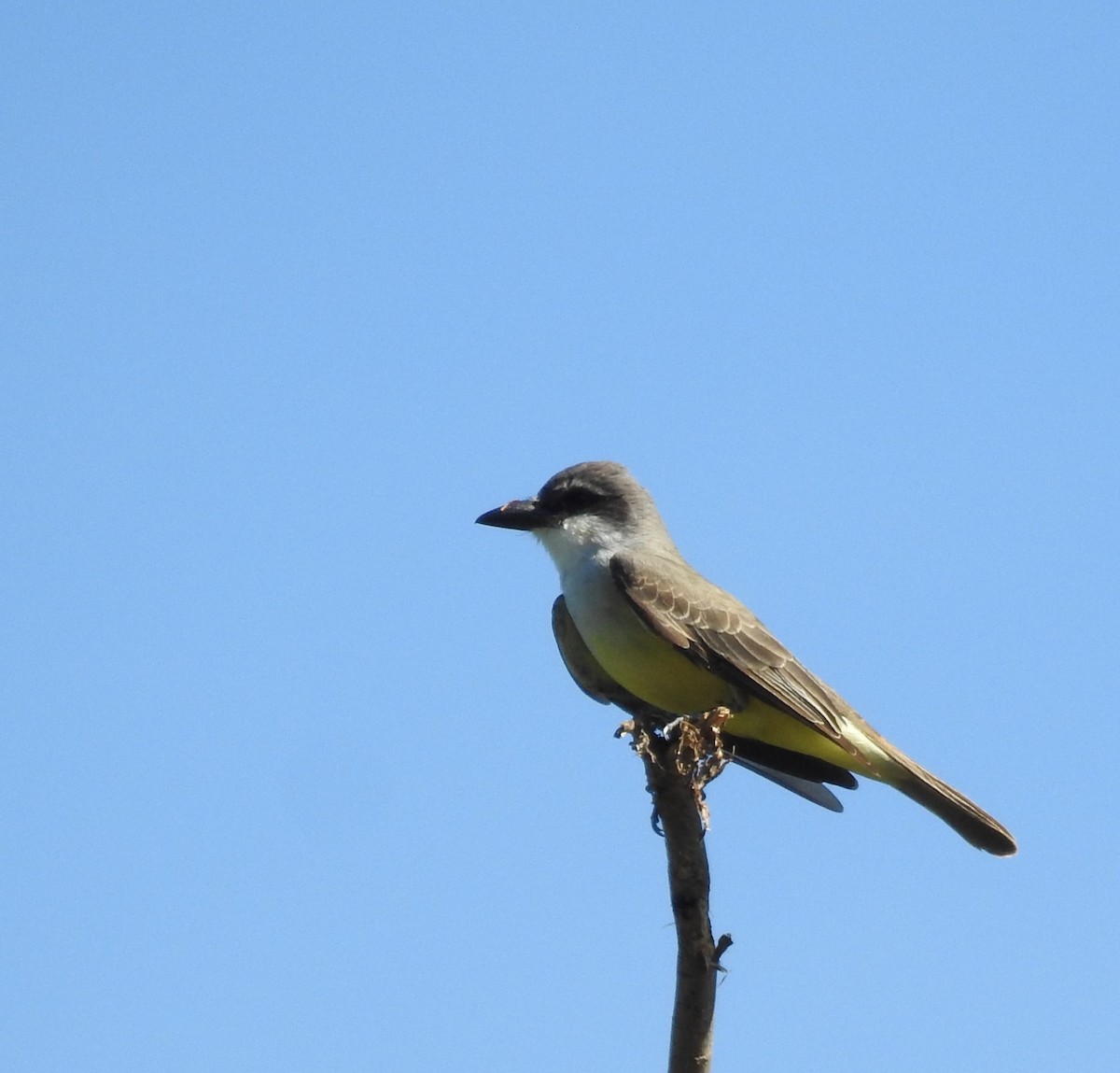 Thick-billed Kingbird - ML633666945